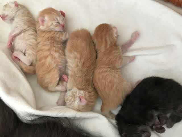 Fünf Kitten vom C-Wurf von Gutmeer Juni 2022C-Wurf von