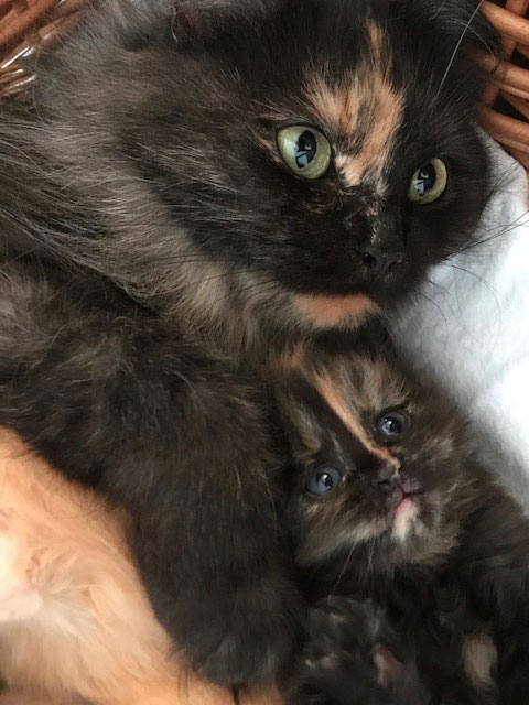 Mutterkatze und Tochter Adele