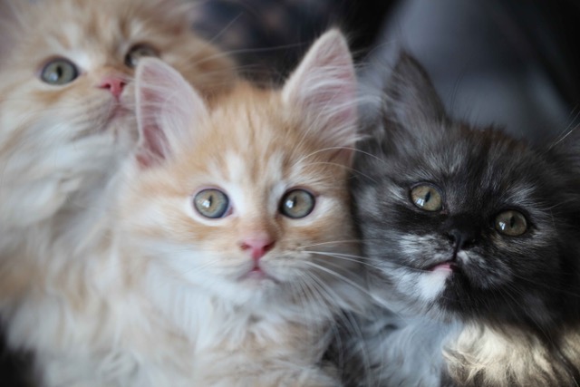 drei Kitten von Gutmeer