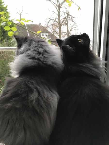 Alwin und Bono aus dem Fenster blickend Jan. 2022