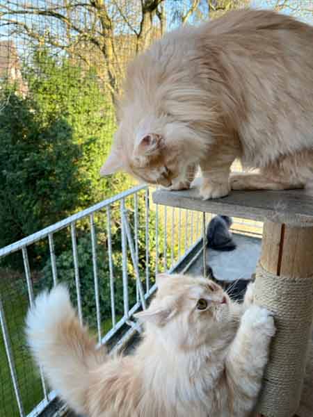 Chris und Chili von Gutmeer auf dem Balkon 5 April 2023