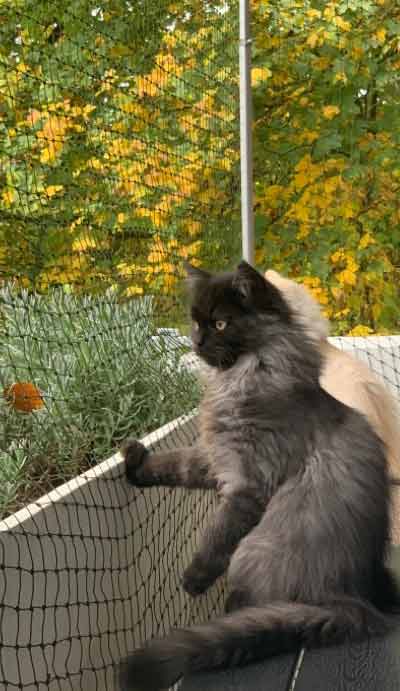 Darwin von Gutmeer auf dem Balkon