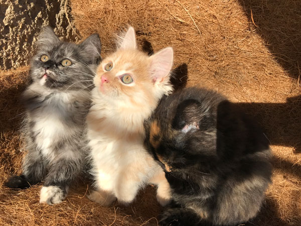 drei Kitten in der Sonne