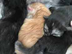 drei Kitten schlafend B-Wurf von Gutmeer