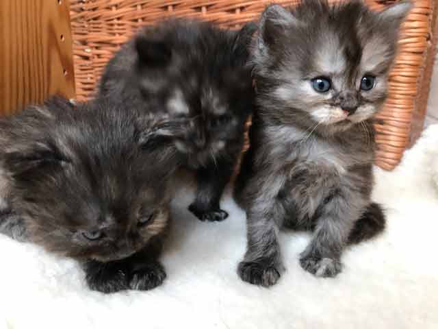 Drei Kittenmädchen 17 August 2021