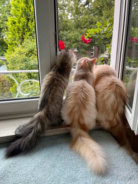 Katzen von Gutmeer mit Fensterplatz Sept. 2023