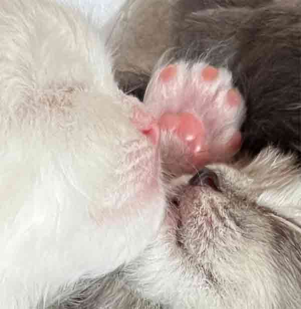 Katzenbabypfote Mai 2024