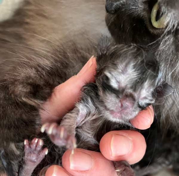 Kitten vom