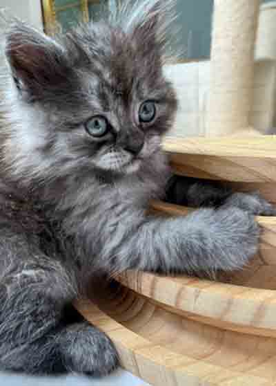 Kitten mit neuem Holzspielzeug 18.Juni 24