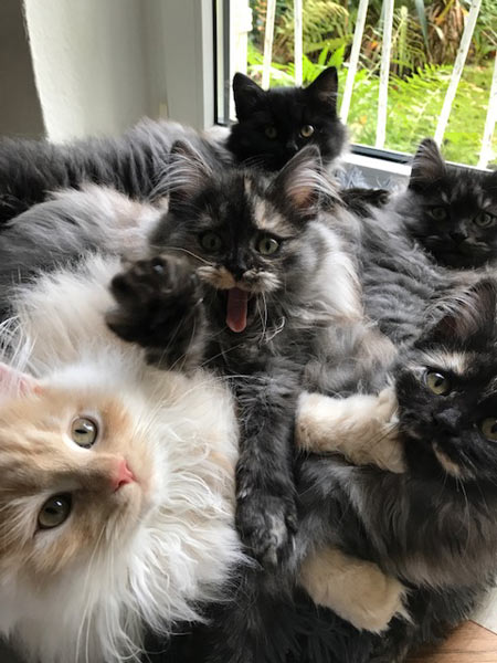 Fünf Katzen bei der  Mittagsruhe Oktober 2021