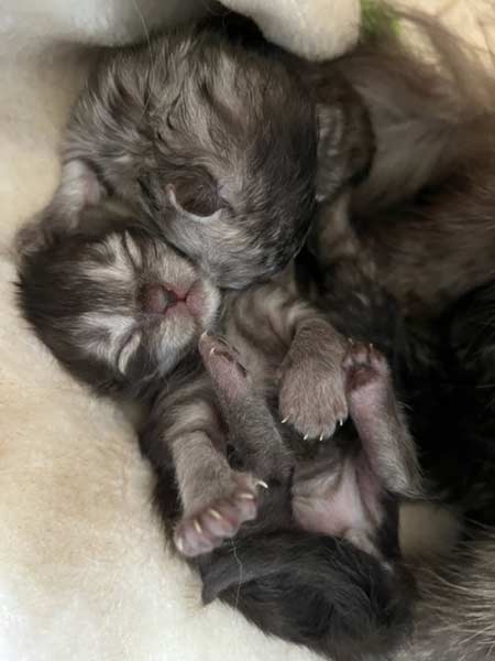 Kitten von Gutmeer E-Wurf 1.Woche 11.Mai 2024 Foto3