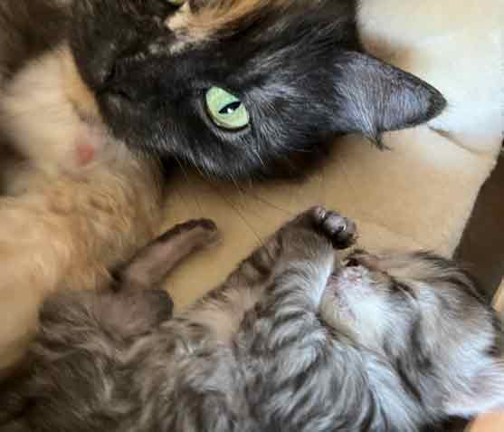 Kittenstube von Gutmeer E-wurf 14. Mai 2024