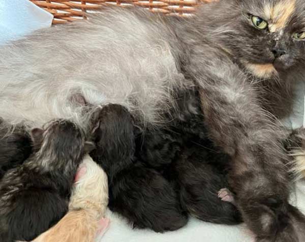 Kitten vom E-Wurf mit Mutterkatze Lavita vom Heidegeist