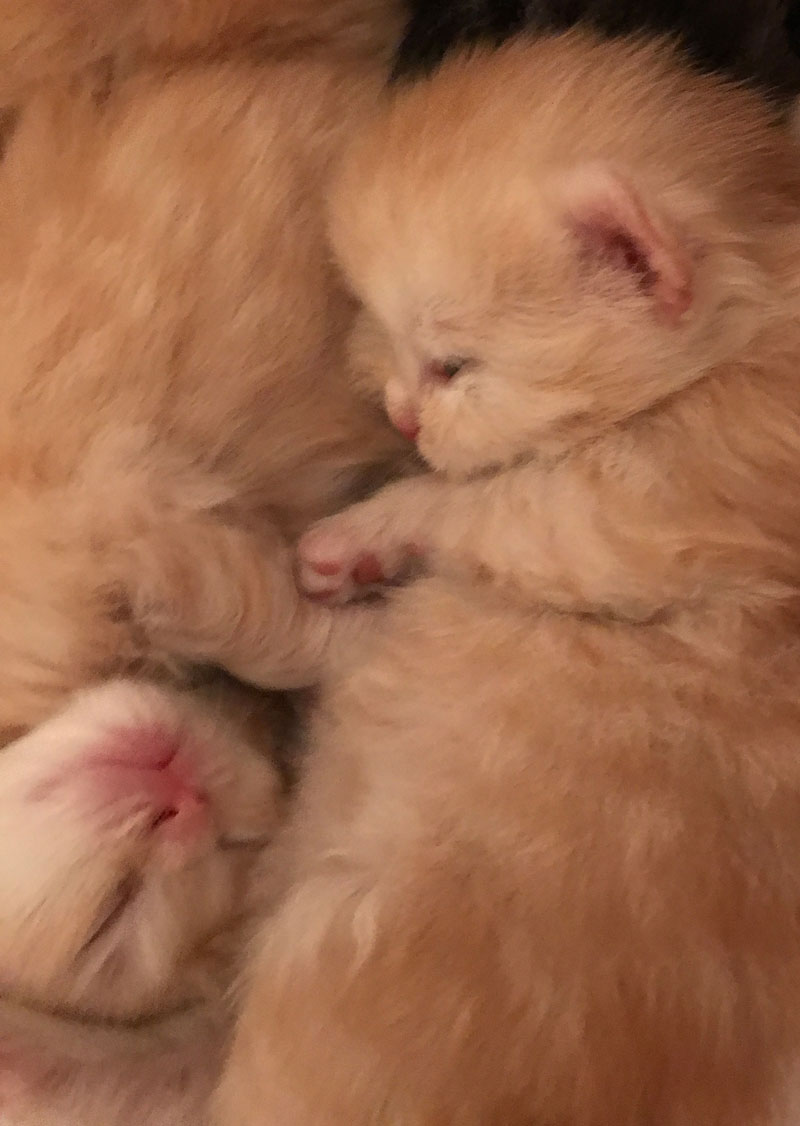 zwei rote Kitten