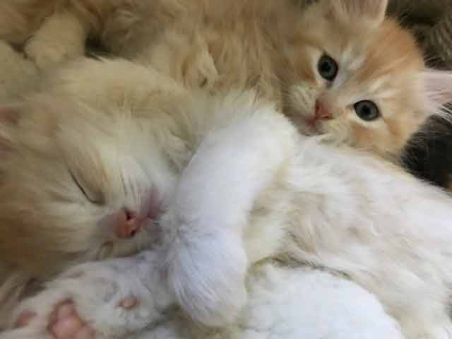 Zwei rote Kitten von Gutmeer August 2022